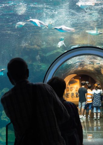 下関水族館山口県iphone8壁紙 Iphoneチーズ