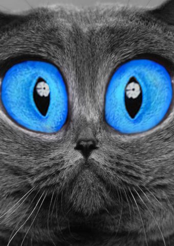 青い目の猫iphone5动物壁紙 640 1136 Iphoneチーズ