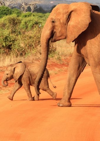 象アフリカの赤ちゃん動物iphone8壁紙 750 1334 Iphoneチーズ