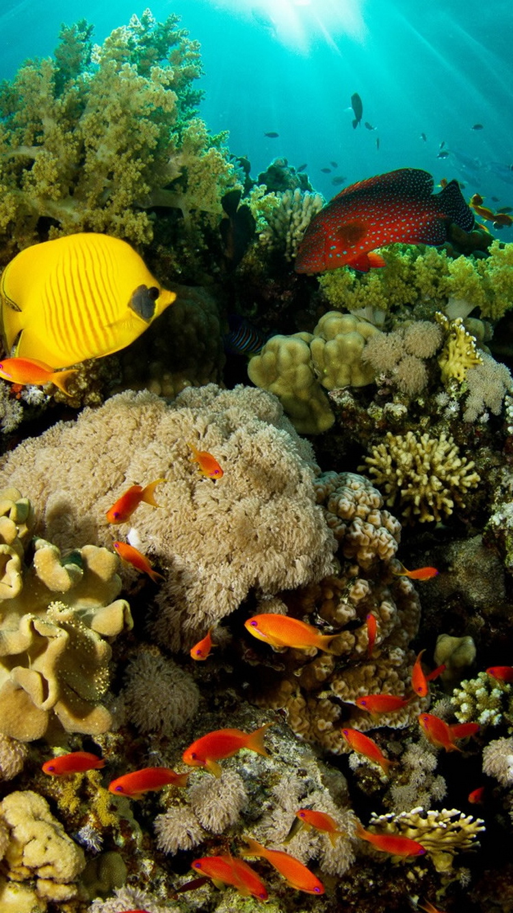 サンゴ礁の魚iphone 6 Android 壁紙动物 750 1334 Iphoneチーズ