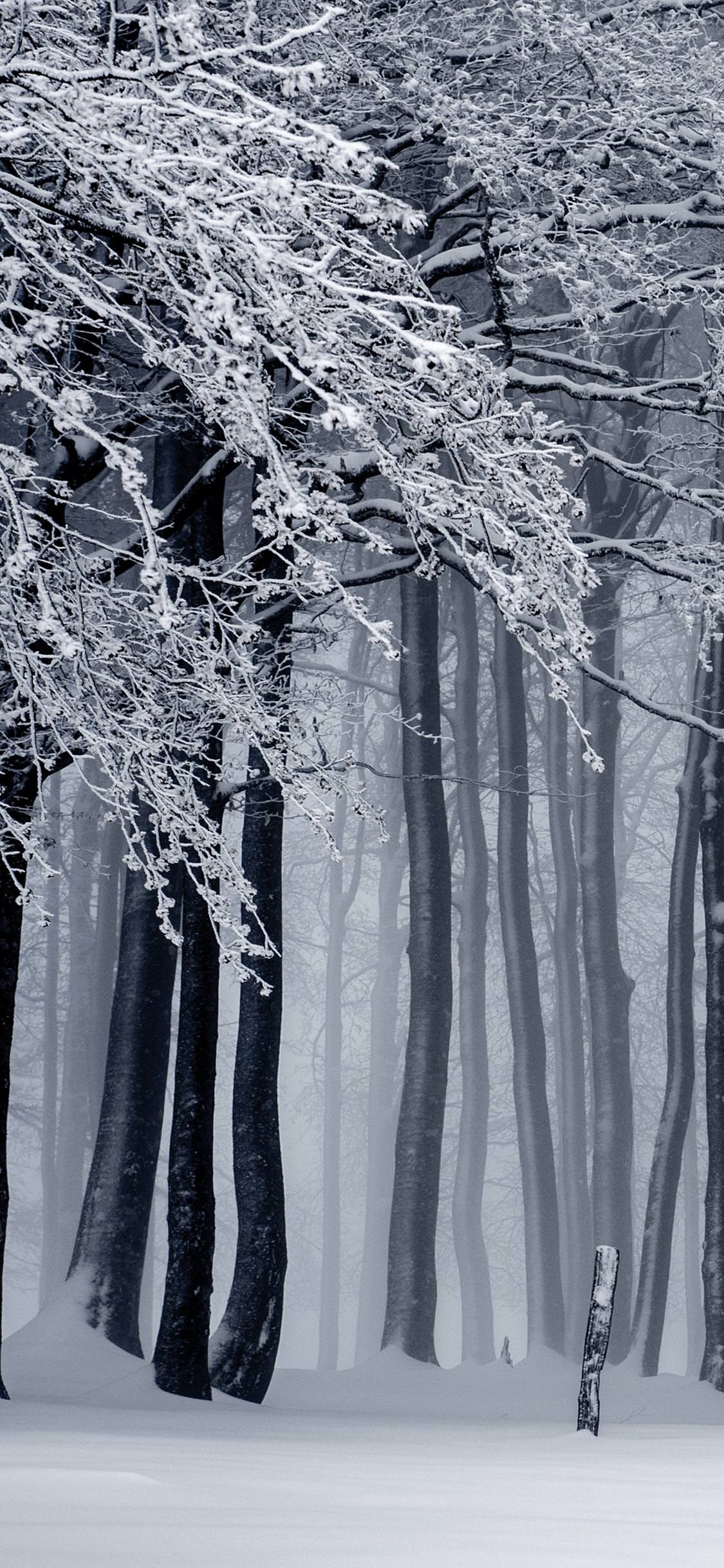 冬の森 Iphone X Android 自然壁紙 1125 2436 Iphoneチーズ