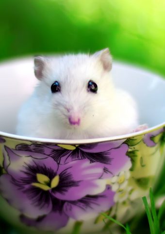 コーヒーのカップに小さな白いマウス無料壁紙 1242 28 动物 Iphoneチーズ