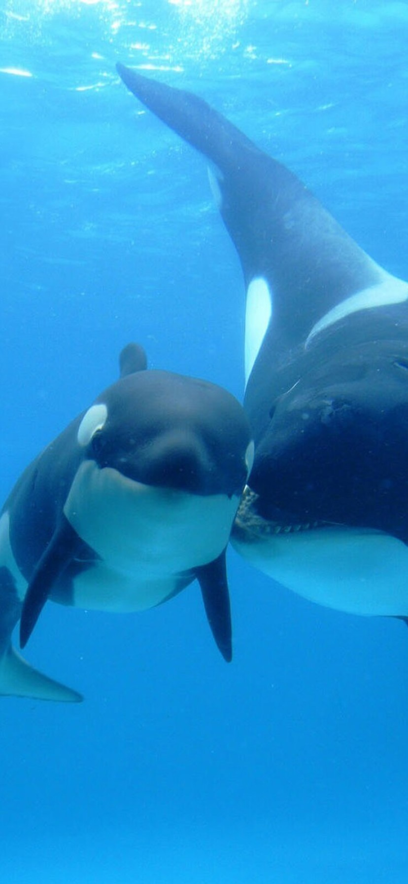 甘い赤ちゃんは動物やクジラの母親を参照してくださいiphone Xr壁紙 动物 Iphoneチーズ