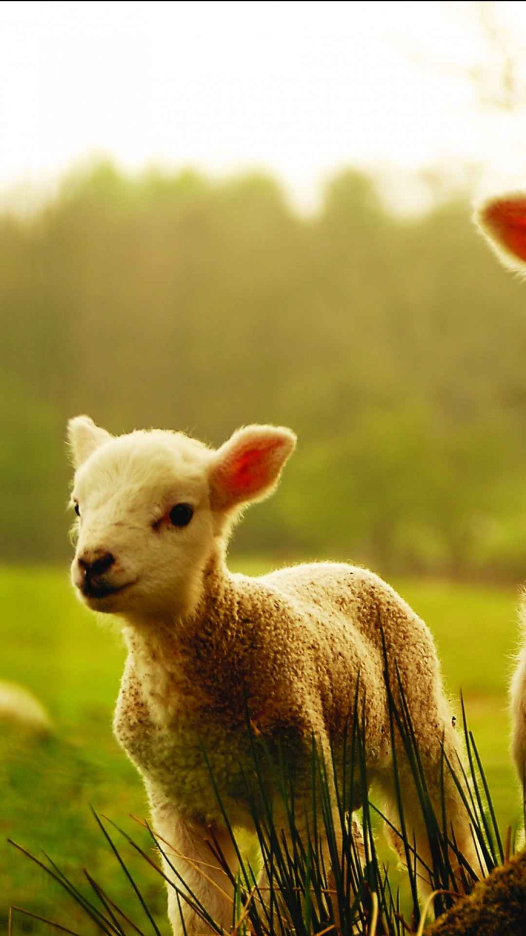 羊のスマホ壁紙 Iphone 8 Plus Android 动物 Iphoneチーズ