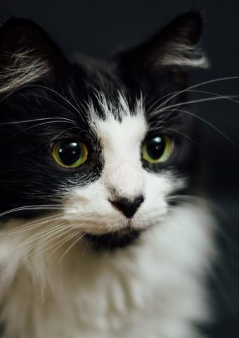 白と黒猫のスマホ壁紙のiphone 8 Plus Android 动物 Iphoneチーズ