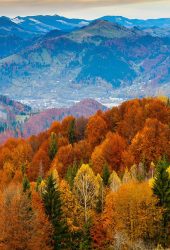 秋の山ラスティ森の色iPhoneX壁紙