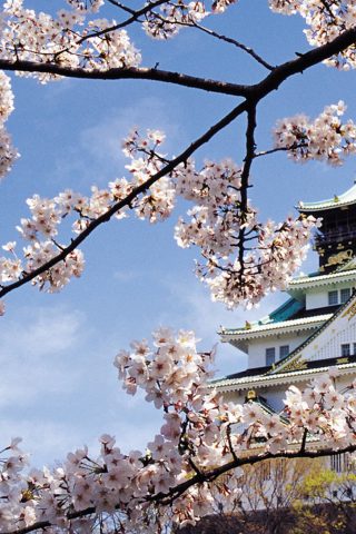 春の桜の宮殿の建築のiPhone 8 Plus壁紙