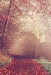 秋の森の道路の色が秋iPhone7壁紙