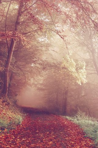 秋の森の道路の色が秋iPhone7壁紙