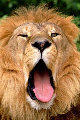 ライオン口iPhone动物壁紙