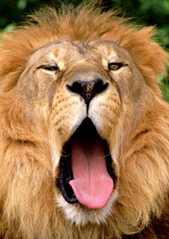 ライオン口iPhone动物壁紙