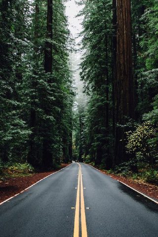 緑の森の道背の高い木iPhone5壁紙