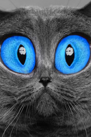 青い目の猫iPhone5壁紙