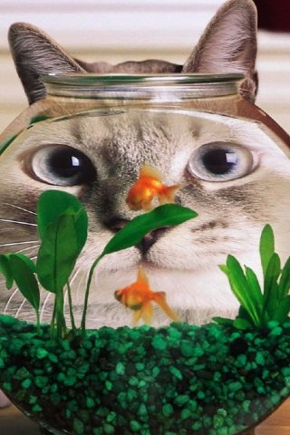 おかしい猫の魚のタンクiPhone 8 Plus壁紙