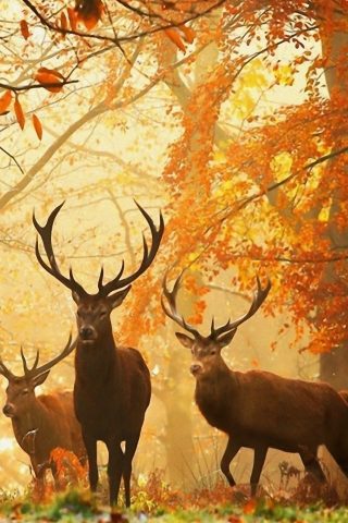 鹿の草は秋の木を残すiPhone6壁紙