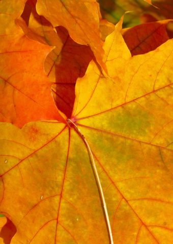 秋の葉iPhone 8 Plus壁紙