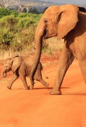 象アフリカの赤ちゃん動物iPhone8壁紙