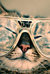 おかしい猫眼鏡iPhone 8 Plus壁紙