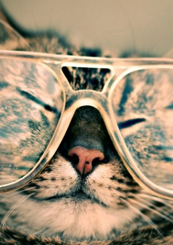 おかしい猫眼鏡iPhone 8 Plus壁紙