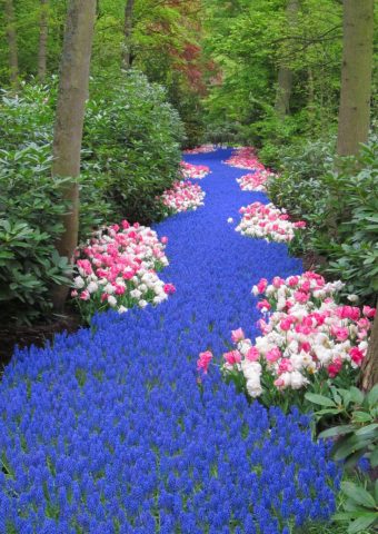 オランダの花の川iPhone 8/Android壁紙