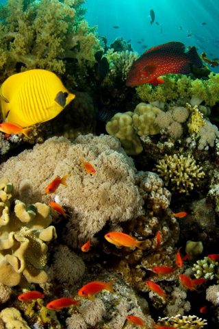 サンゴ礁の魚iPhone 6/Android壁紙
