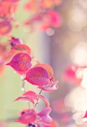 ピンクの葉の水滴秋iPhone 7 Plus/Android壁紙