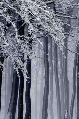 冬の森iPhone X/Android壁紙