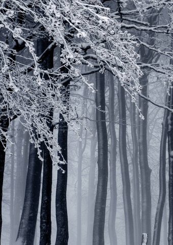 冬の森iPhone X/Android壁紙