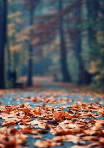 秋のさびた葉公園路地iPhone 6/Android壁紙