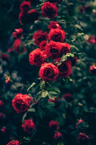 美しい庭の赤いバラの花iPhone 6/Android壁紙