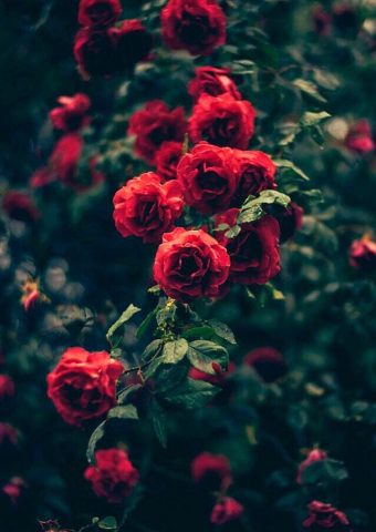 美しい庭の赤いバラの花iPhone 6/Android壁紙