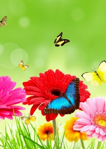 カラフルな春の花の美しい蝶 スマホ 壁紙