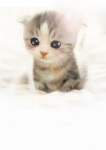 かわいいスコティッシュフォールド子猫のスマホ壁紙 1080 19 动物 Iphoneチーズ