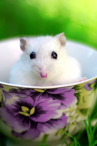 コーヒーのカップに小さな白いマウス無料壁紙