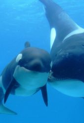 甘い赤ちゃんは動物やクジラの母親を参照してくださいiPhone XR壁紙