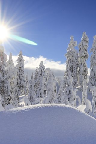雪の森iPhone X/Android壁紙