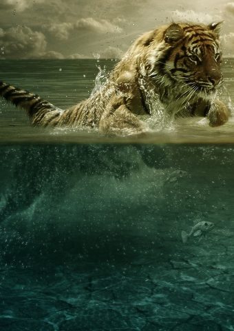 タイガージャンプシー水中ハンティング壁紙